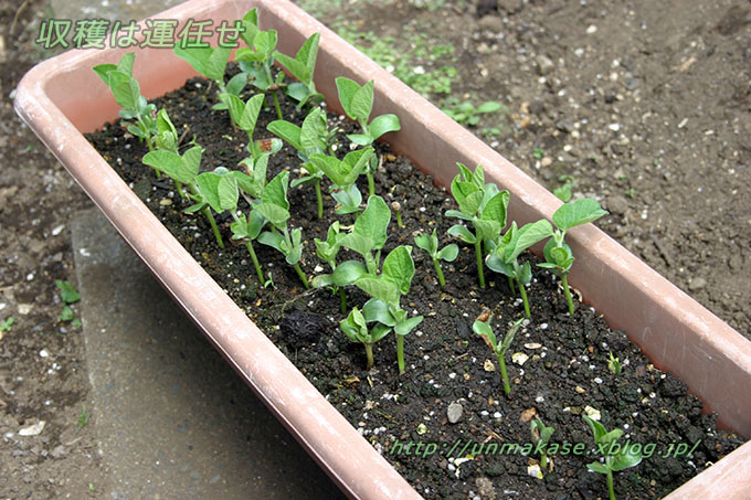 エダマメ 万能ネギ定植 収穫は運任せ