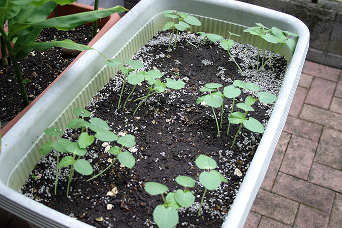 地植えのオクラが調子悪い 収穫は運任せ