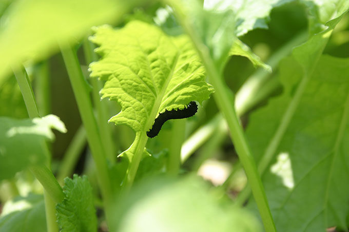 小カブに黒い幼虫 収穫は運任せ