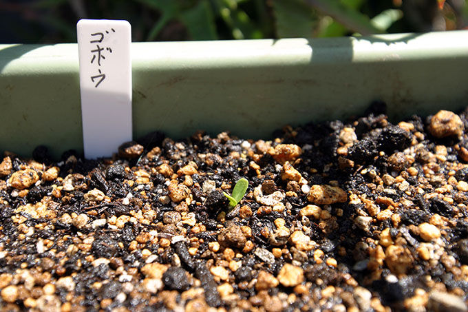 ゴボウの芽が出たかも 収穫は運任せ